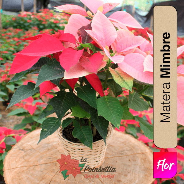 Poinsettia en Matera Mimbre Especial