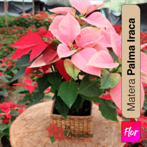 Poinsettia en Matera Palma Iraca Especial