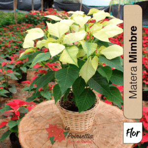 Poinsettia Matera Tejida Blanca