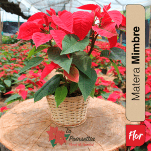 Poinsettia en Matera Mimbre