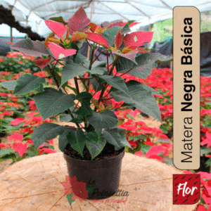 Poinsettia en Matera Negra Básica