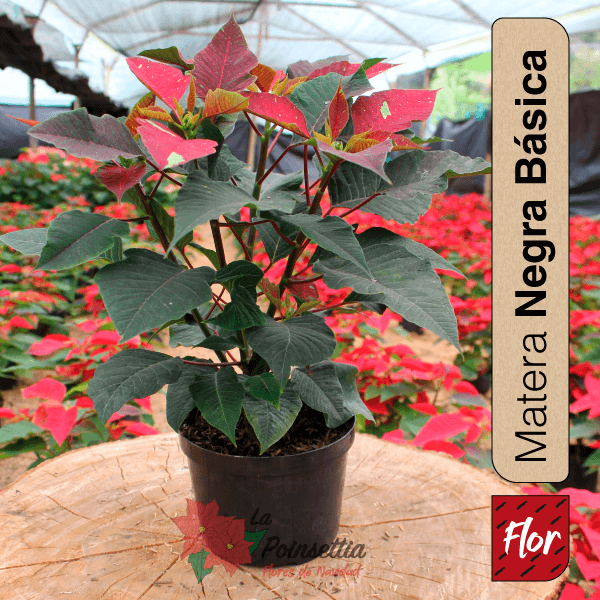 Poinsettia en Matera Negra Básica