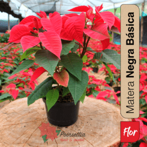 Poinsettia en Matera Negra Básica Especial