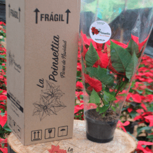 Poinsettia en Matera Negra Básica en Caja