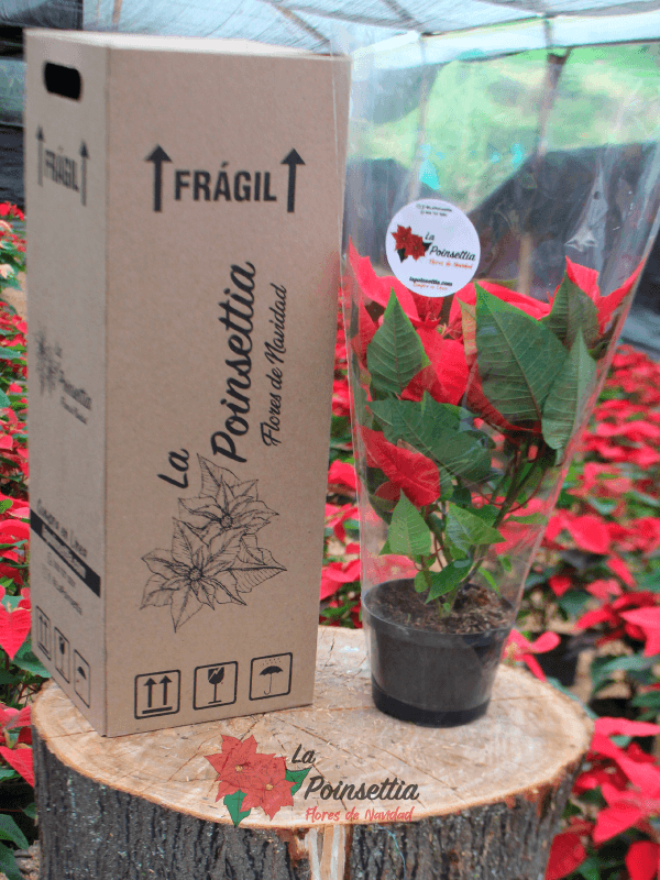 Poinsettia en Matera Negra Básica en Caja