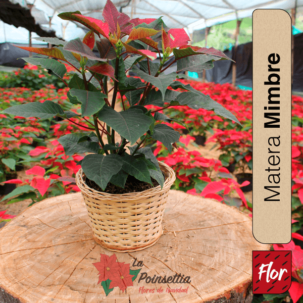 Poinsettia en Matera Mimbre con Caja