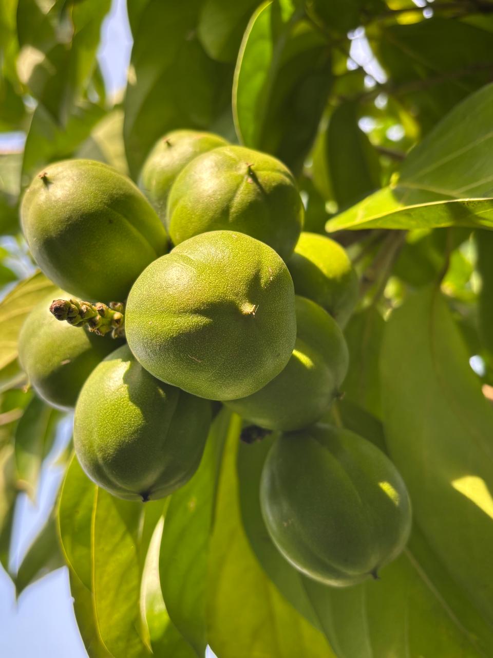 Aceite de Cacay - Image 4